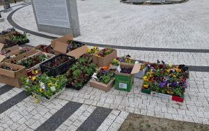 Bratki Pamięci – kwiaty dla Bohaterów (1)