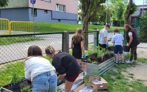 Pszczoły i rośliny miododajne  (2)